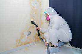 Reliable Wappingers Falls, NY Mold Removal Solutions